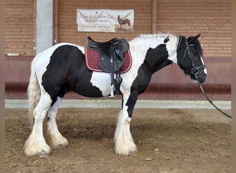 Cob Irlandese / Tinker / Gypsy Vanner, Castrone, 5 Anni, 145 cm