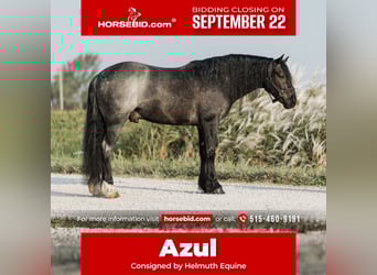 Cob Irlandese / Tinker / Gypsy Vanner Mix, Castrone, 5 Anni, 145 cm, Roano blu