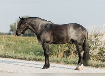 Cob Irlandese / Tinker / Gypsy Vanner Mix, Castrone, 5 Anni, 145 cm, Roano blu
