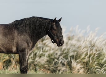 Cob Irlandese / Tinker / Gypsy Vanner Mix, Castrone, 5 Anni, 145 cm, Roano blu