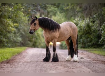 Cob Irlandese / Tinker / Gypsy Vanner, Castrone, 5 Anni, 147 cm, Pelle di daino