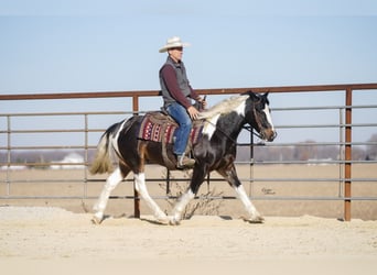 Cob Irlandese / Tinker / Gypsy Vanner Mix, Castrone, 5 Anni, 147 cm, Pezzato