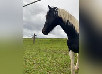 Cob Irlandese / Tinker / Gypsy Vanner Mix, Castrone, 5 Anni, 148 cm, Pezzato