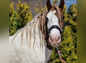 Cob Irlandese / Tinker / Gypsy Vanner, Castrone, 5 Anni, 149 cm, Pezzato