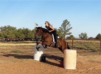 Cob Irlandese / Tinker / Gypsy Vanner, Castrone, 5 Anni, 150 cm, Baio ciliegia