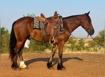 Cob Irlandese / Tinker / Gypsy Vanner, Castrone, 5 Anni, 150 cm, Baio ciliegia