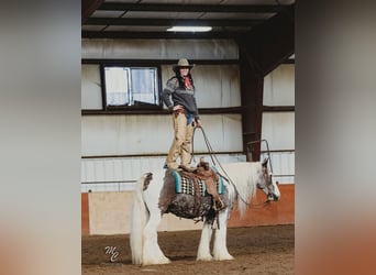 Cob Irlandese / Tinker / Gypsy Vanner, Castrone, 5 Anni, 150 cm, Tobiano-tutti i colori