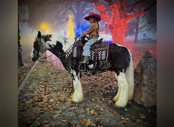 Cob Irlandese / Tinker / Gypsy Vanner, Castrone, 5 Anni, 150 cm, Tobiano-tutti i colori