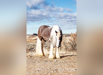 Cob Irlandese / Tinker / Gypsy Vanner, Castrone, 5 Anni, 150 cm, Tobiano-tutti i colori