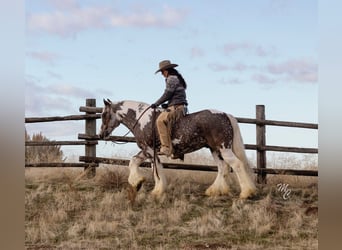 Cob Irlandese / Tinker / Gypsy Vanner, Castrone, 5 Anni, 150 cm, Tobiano-tutti i colori