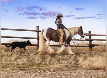 Cob Irlandese / Tinker / Gypsy Vanner, Castrone, 5 Anni, 150 cm, Tobiano-tutti i colori