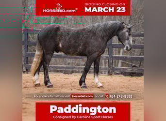 Cob Irlandese / Tinker / Gypsy Vanner Mix, Castrone, 5 Anni, 152 cm, Grigio