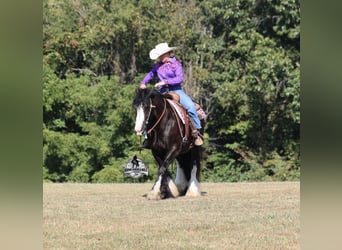 Cob Irlandese / Tinker / Gypsy Vanner, Castrone, 5 Anni, 152 cm, Morello