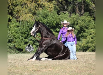 Cob Irlandese / Tinker / Gypsy Vanner, Castrone, 5 Anni, 152 cm, Morello