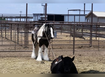 Cob Irlandese / Tinker / Gypsy Vanner, Castrone, 5 Anni, 152 cm, Pezzato