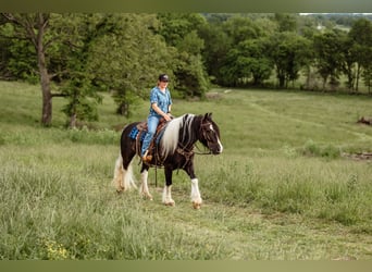 Cob Irlandese / Tinker / Gypsy Vanner, Castrone, 5 Anni, 152 cm, Tobiano-tutti i colori