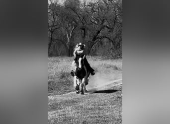 Cob Irlandese / Tinker / Gypsy Vanner, Castrone, 5 Anni, 155 cm, Pezzato