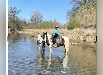 Cob Irlandese / Tinker / Gypsy Vanner, Castrone, 5 Anni, 155 cm, Pezzato