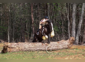 Cob Irlandese / Tinker / Gypsy Vanner Mix, Castrone, 5 Anni, 165 cm