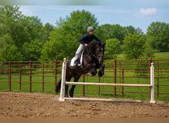 Cob Irlandese / Tinker / Gypsy Vanner Mix, Castrone, 5 Anni, Morello