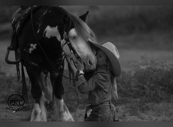 Cob Irlandese / Tinker / Gypsy Vanner Mix, Castrone, 5 Anni