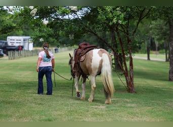 Cob Irlandese / Tinker / Gypsy Vanner Mix, Castrone, 5 Anni, Pezzato