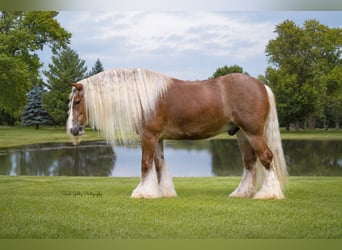 Cob Irlandese / Tinker / Gypsy Vanner, Castrone, 5 Anni, Sauro ciliegia