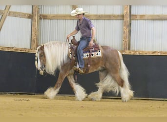 Cob Irlandese / Tinker / Gypsy Vanner, Castrone, 5 Anni, Sauro ciliegia