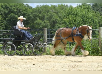 Cob Irlandese / Tinker / Gypsy Vanner, Castrone, 5 Anni, Sauro ciliegia