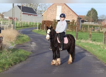 Cob Irlandese / Tinker / Gypsy Vanner, Castrone, 6 Anni, 118 cm, Morello