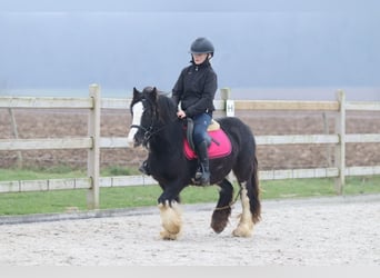 Cob Irlandese / Tinker / Gypsy Vanner, Castrone, 6 Anni, 125 cm