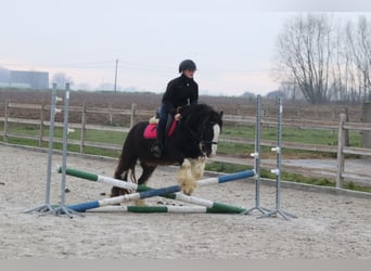 Cob Irlandese / Tinker / Gypsy Vanner, Castrone, 6 Anni, 125 cm, Morello