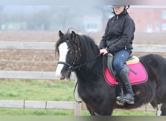 Cob Irlandese / Tinker / Gypsy Vanner, Castrone, 6 Anni, 125 cm, Morello