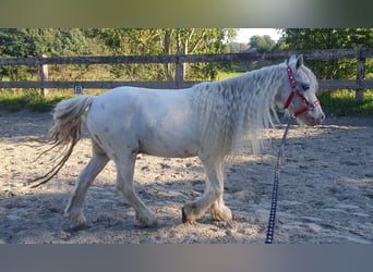 Cob Irlandese / Tinker / Gypsy Vanner, Castrone, 6 Anni, 126 cm, Cremello