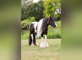 Cob Irlandese / Tinker / Gypsy Vanner, Castrone, 6 Anni, 127 cm, Tobiano-tutti i colori
