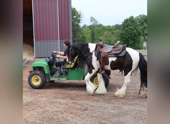 Cob Irlandese / Tinker / Gypsy Vanner, Castrone, 6 Anni, 127 cm, Tobiano-tutti i colori