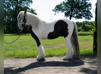 Cob Irlandese / Tinker / Gypsy Vanner, Castrone, 6 Anni, 130 cm, Pezzato