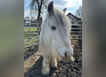 Cob Irlandese / Tinker / Gypsy Vanner, Castrone, 6 Anni, 135 cm, Bianco