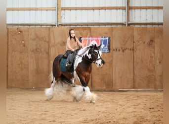Cob Irlandese / Tinker / Gypsy Vanner, Castrone, 6 Anni, 137 cm, Pezzato