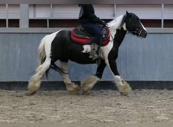 Cob Irlandese / Tinker / Gypsy Vanner, Castrone, 6 Anni, 138 cm, Pezzato