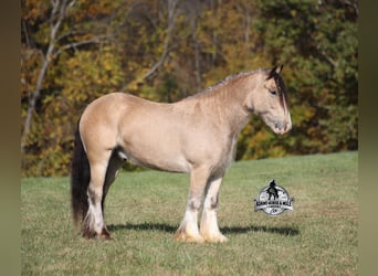 Cob Irlandese / Tinker / Gypsy Vanner, Castrone, 6 Anni, 142 cm, Pelle di daino