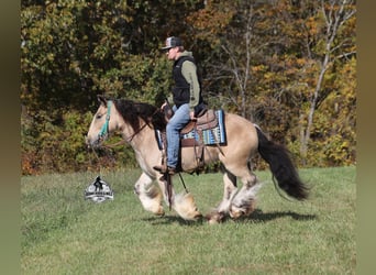 Cob Irlandese / Tinker / Gypsy Vanner, Castrone, 6 Anni, 142 cm, Pelle di daino