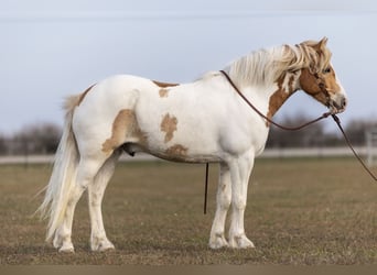 Cob Irlandese / Tinker / Gypsy Vanner, Castrone, 6 Anni, 142 cm, Tobiano-tutti i colori