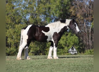 Cob Irlandese / Tinker / Gypsy Vanner, Castrone, 6 Anni, 142 cm, Tobiano-tutti i colori
