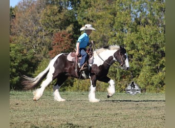 Cob Irlandese / Tinker / Gypsy Vanner, Castrone, 6 Anni, 142 cm, Tobiano-tutti i colori