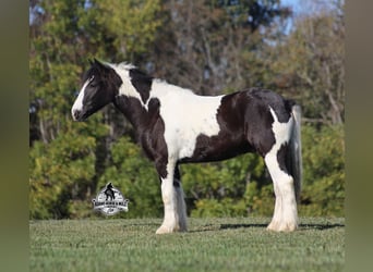 Cob Irlandese / Tinker / Gypsy Vanner, Castrone, 6 Anni, 142 cm, Tobiano-tutti i colori