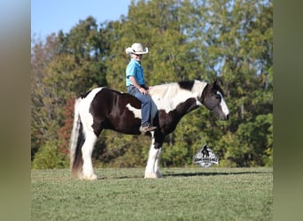 Cob Irlandese / Tinker / Gypsy Vanner, Castrone, 6 Anni, 142 cm, Tobiano-tutti i colori