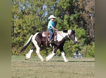 Cob Irlandese / Tinker / Gypsy Vanner, Castrone, 6 Anni, 142 cm, Tobiano-tutti i colori