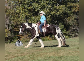 Cob Irlandese / Tinker / Gypsy Vanner, Castrone, 6 Anni, 142 cm, Tobiano-tutti i colori