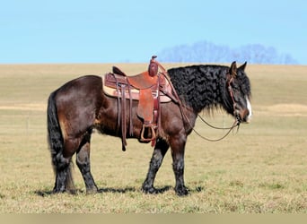 Cob Irlandese / Tinker / Gypsy Vanner, Castrone, 6 Anni, 145 cm, Baio ciliegia